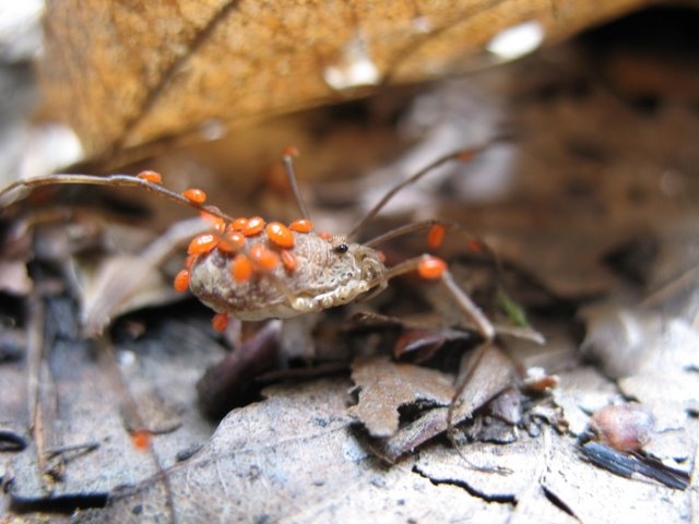 Araignée parasitée